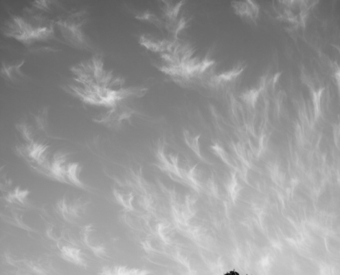 Dromen van een boom ┬®HapeSmeele