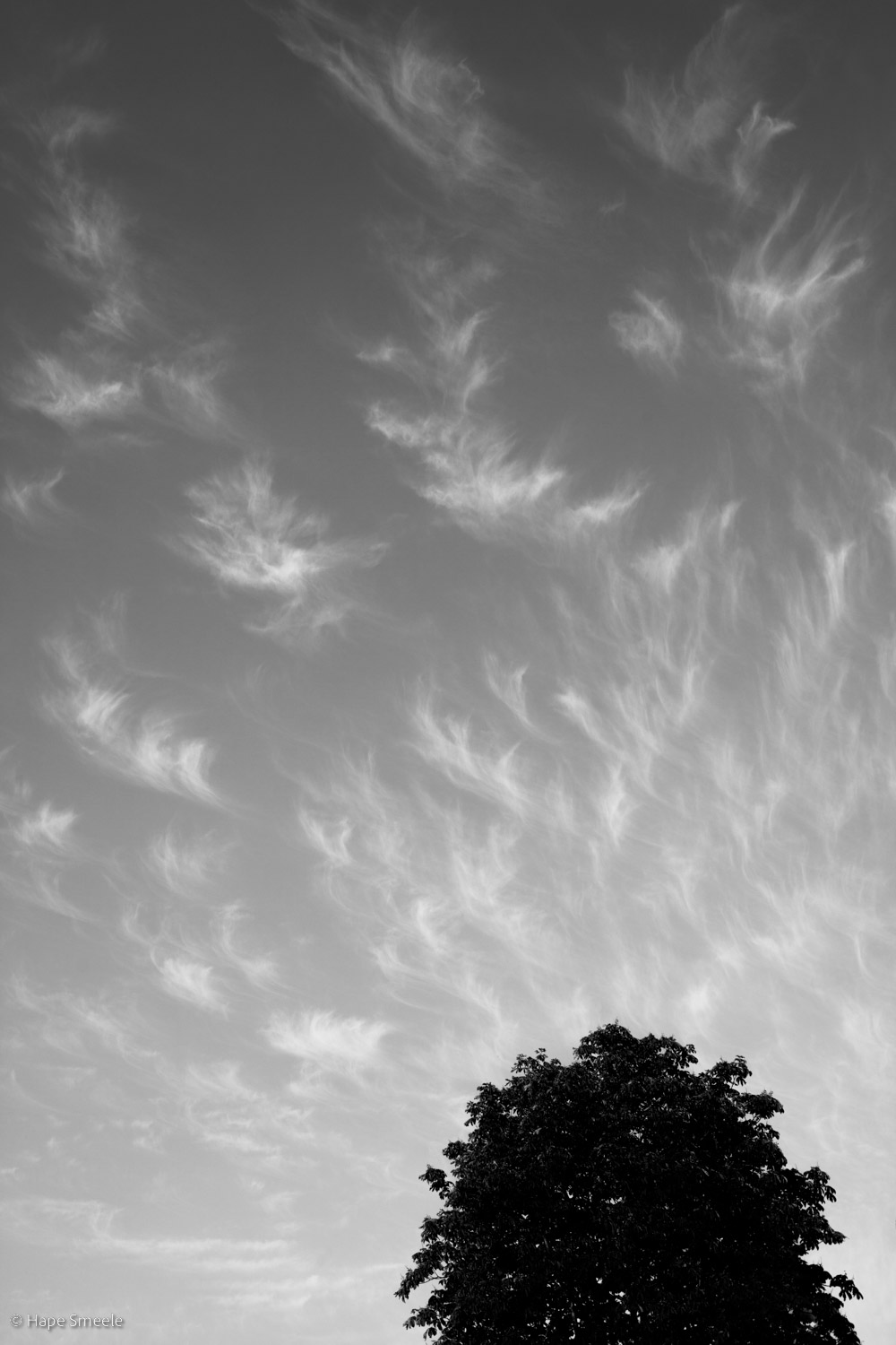 Dromen van een boom ┬®HapeSmeele